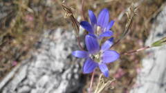 Brodiaea