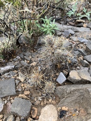 Grusonia grahamii
