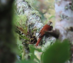 Margarornis squamiger