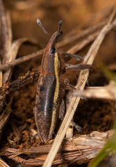 Lixus ochraceus