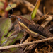 Compsolixus - Photo (c) raedwulf68, μερικά δικαιώματα διατηρούνται (CC BY-NC), uploaded by raedwulf68