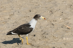 Larus belcheri