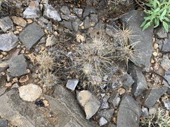 Grusonia grahamii