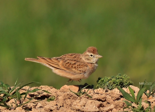 Greater Short-toed Lark
