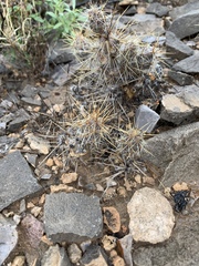 Grusonia grahamii