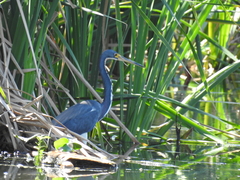 Egretta tricolor