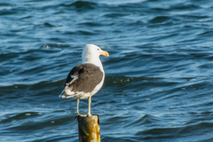 Larus dominicanus