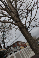 Ginkgo biloba