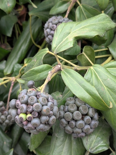 Hedera colchica, photograph 5