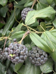 author not stated, no rights reserved Hedera colchica, photograph author not stated, no rights reserved