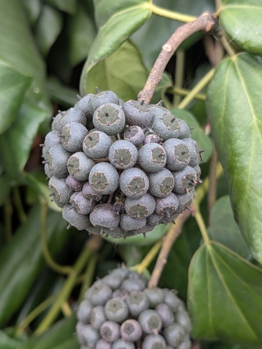 Hedera colchica, photograph 6