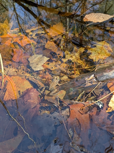 Green Frog observed by resch416
