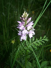 Dactylorhiza maculata maculata