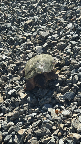 Common Snapping Turtle observed by chickadee4