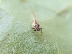 Bactericera cockerelli