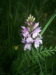 Dactylorhiza maculata maculata