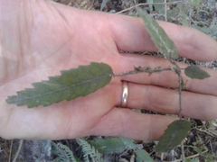 Rubus schmidelioides schmidelioides