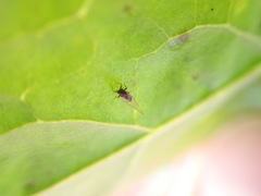 Bactericera cockerelli
