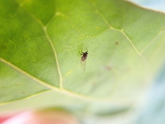 Bactericera cockerelli