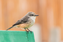 Pyrocephalus rubinus