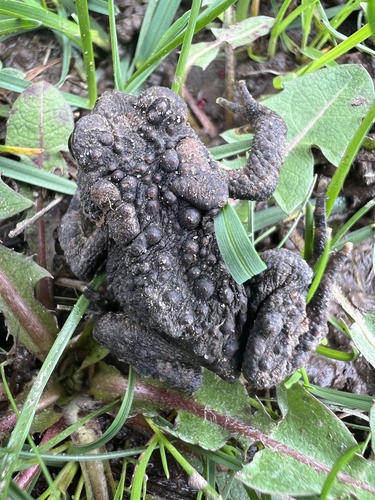 American Toad observed by human_landfill