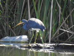 Egretta tricolor