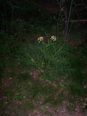Molopospermum peloponnesiacum
