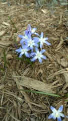 Scilla luciliae