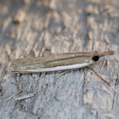 Crambus quinquareatus