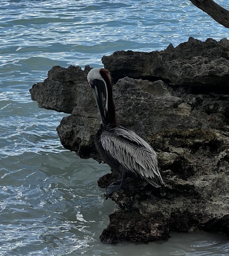 Pellicano bruno observed by andreagobetti