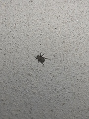 Brachycerus muricatus
