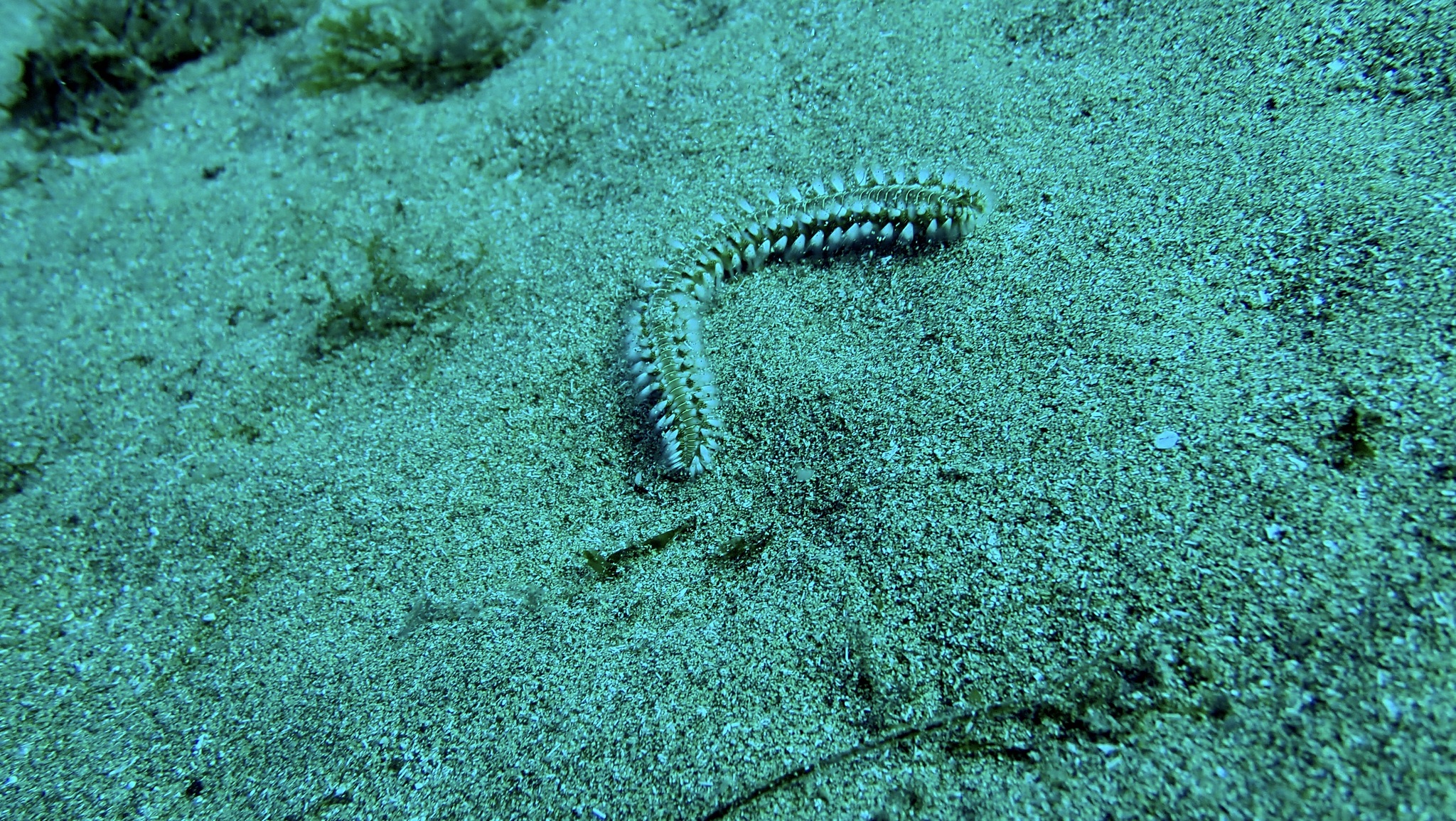 Hermodice carunculata (Pallas, 1766)
