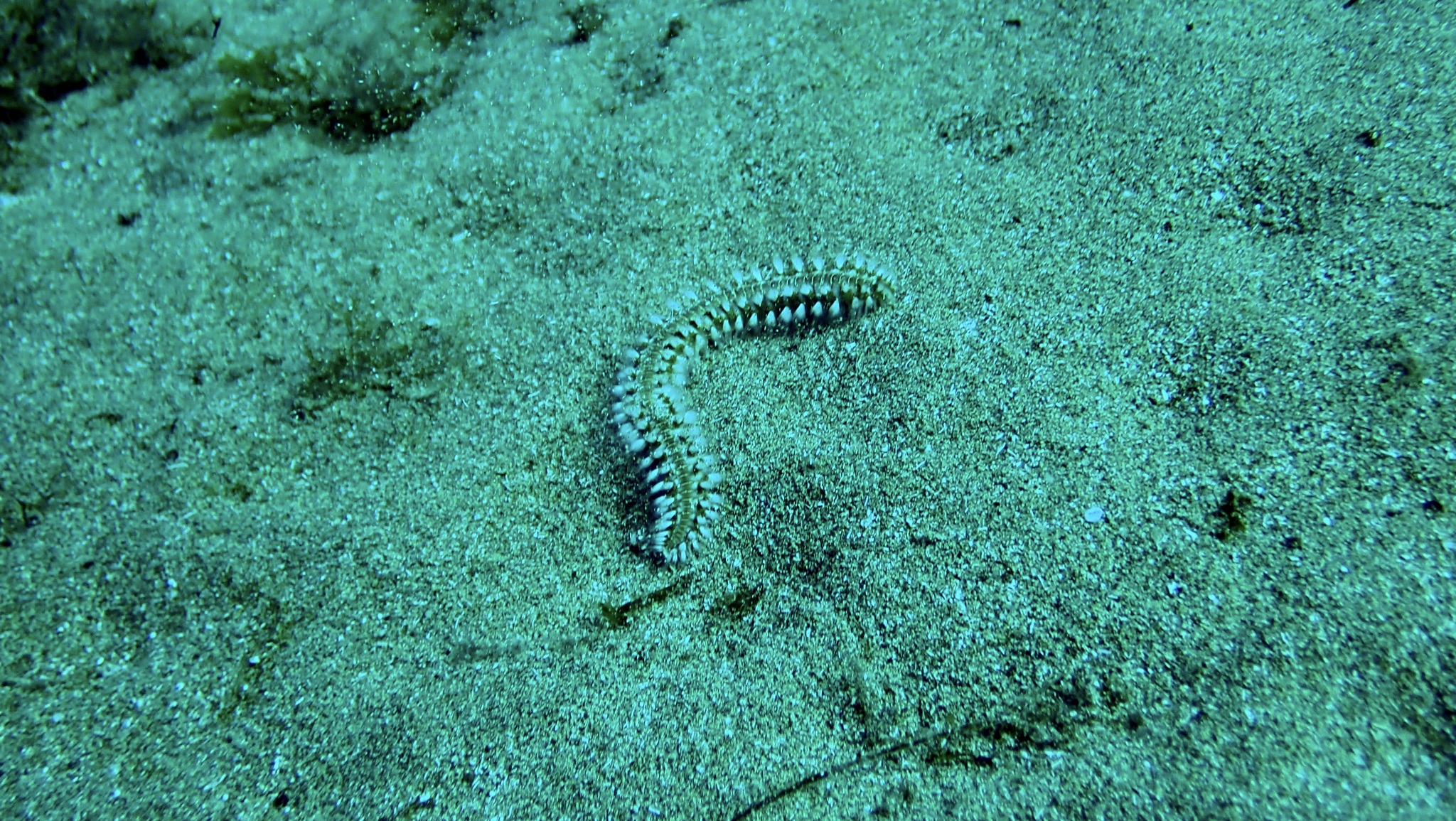 Hermodice carunculata (Pallas, 1766)