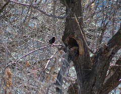 Sturnus vulgaris