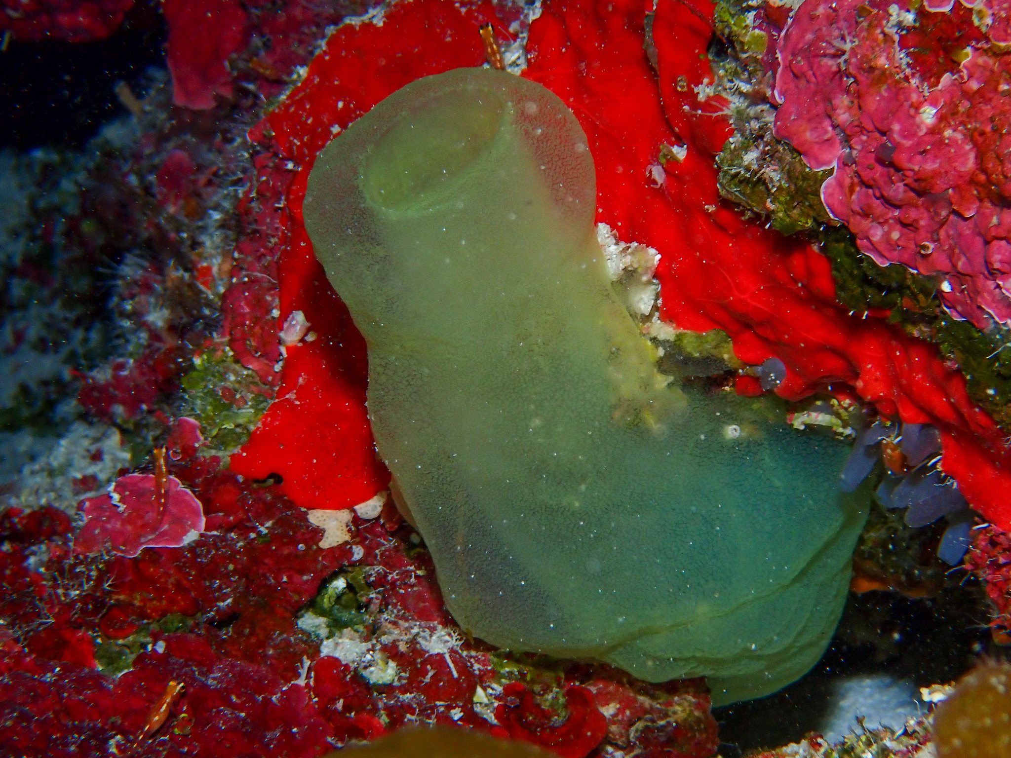 Phallusia fragilis Bonnet & Rocha, 2011