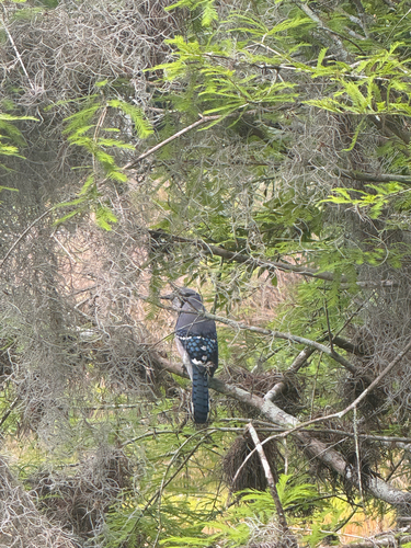 Blue Jay observed by ally_campbell