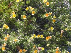 Aspalathus marginata