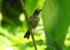 Setophaga palmarum