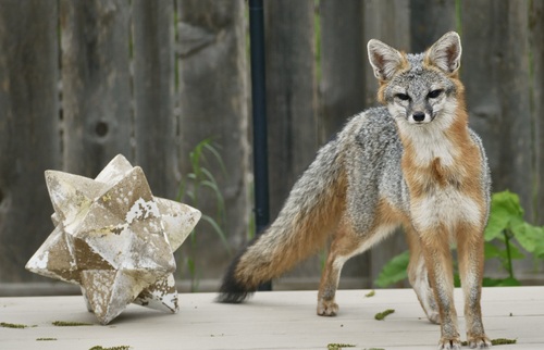 Gray Fox observed by austinroots