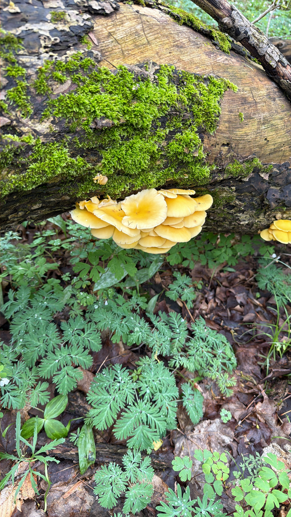 Pleurotus citrinopileatus · April 2026 · photo: © axleym (iNaturalist, cc-by)