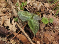 Trillium viridescens