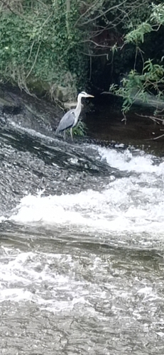 Grey Heron