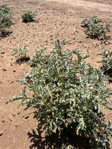 Scarlet Globemallow