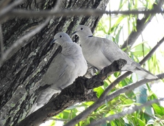 Streptopelia decaocto