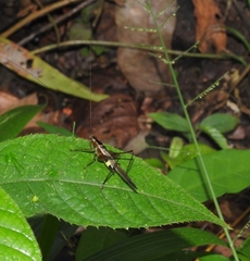 Conocephalus versicolor