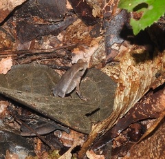 Rhinella castaneotica