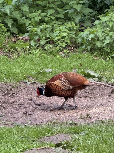 Ring-necked Pheasant observed by noneedfornames
