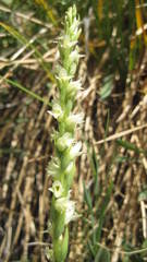 Spiranthes × stellata