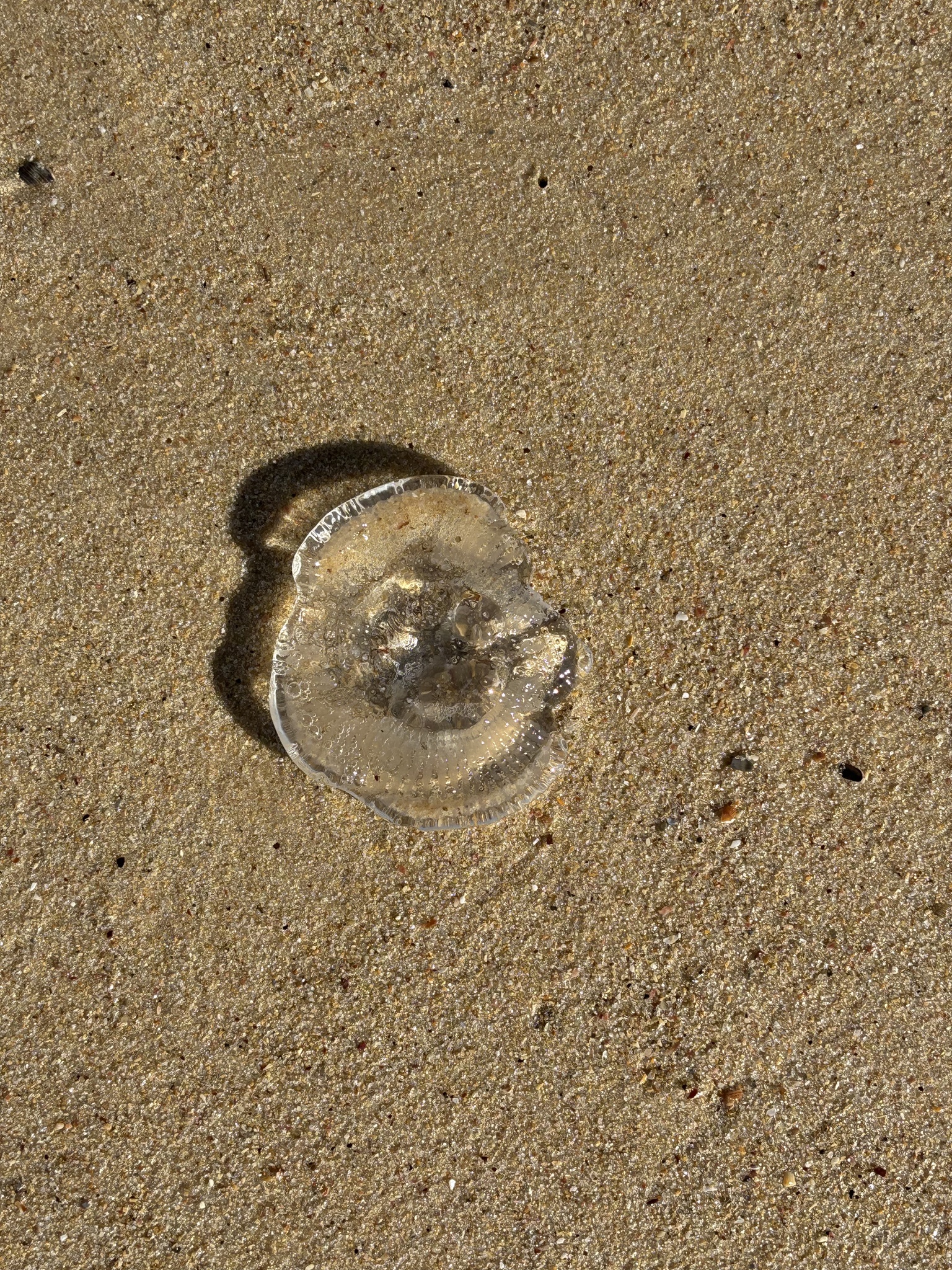 Rhacostoma atlanticum L.Agassiz, 1851