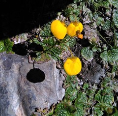 Calceolaria filicaulis
